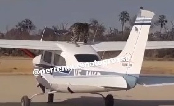 onça avião 