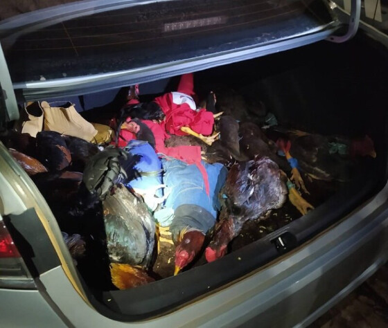 Galos dentro de carro 