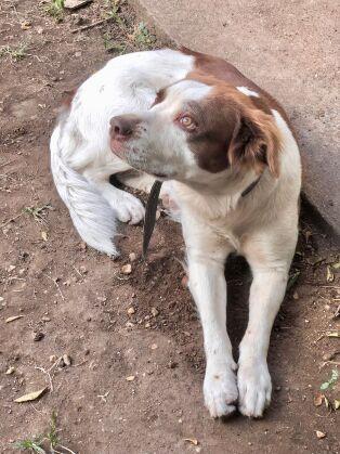 cadela maia desaparecida