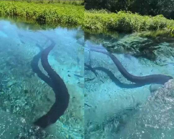 SUCURI BONITO