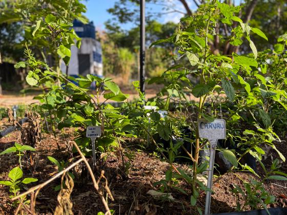 PLANTAS COMESTIVEIS