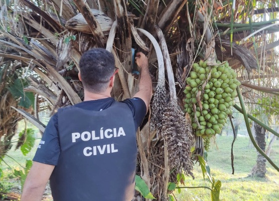 Operação Bacuri maconha escondida em árvore