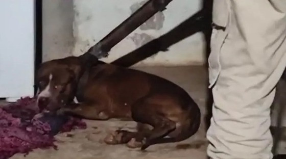 cachorro agredido tangará 