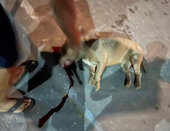 Cachorro morte policial