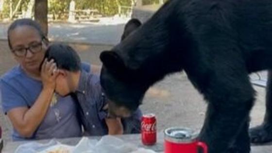 Urso devora lanche de mãe e filho no méxico