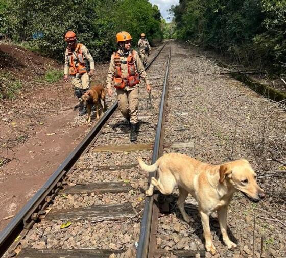 dia dos animais 