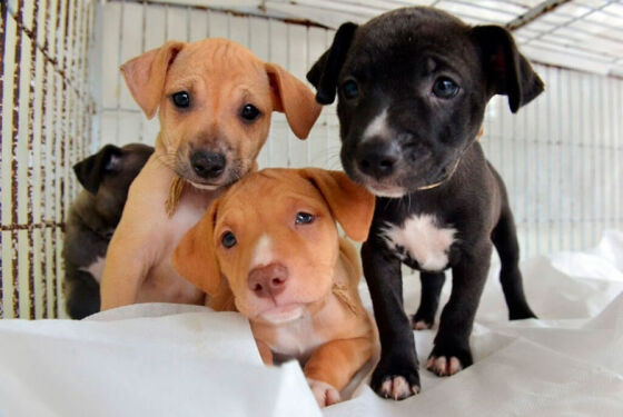 cachorros-almt-hnt