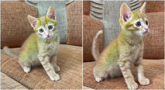 GATO ESVERDEADO