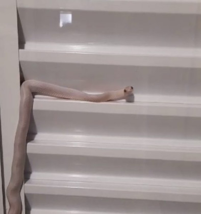 COBRA ALBINA NA JANELA