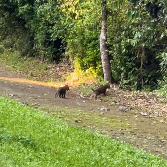 filhotes de onça-pintada em parque no Foz iguaçu