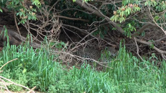 Onça pintada foge de fogo no pantanal 