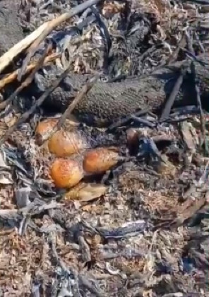 Sucuri morre queimada ao lado de ovos
