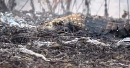 Jacaré morre queimado no Pantanal 