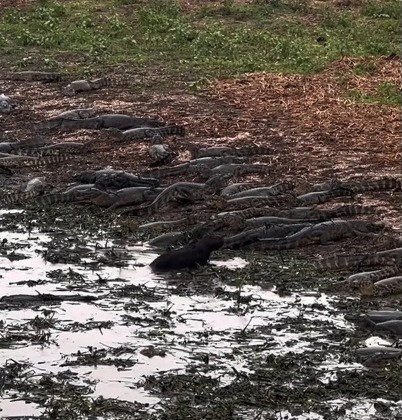 capivara corajosa 