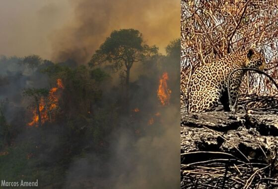 incêndio Pantanal 