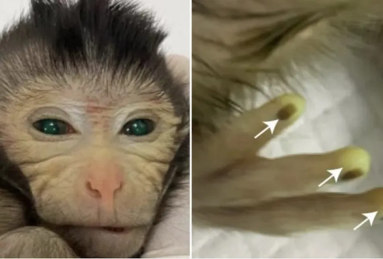 macaco de laboratório