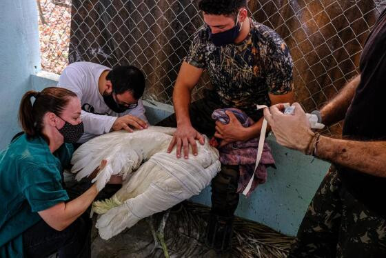 incêndio no pantanal