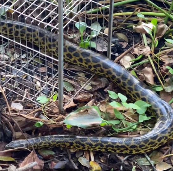 Sucuri devolvida a natureza 