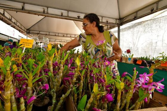 Feira de orquídeas e rosas do deserto