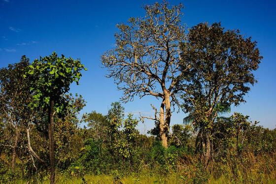 Cerrado Mato Grosso 