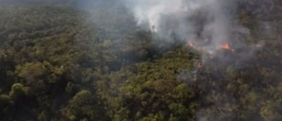 Incêndio Santuário Elefantes 