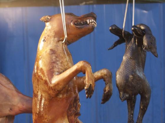 carne de cachorro
