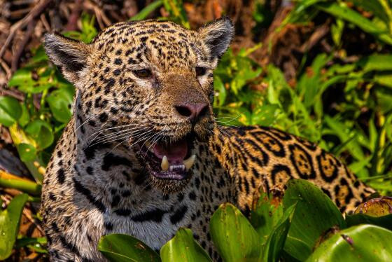 Documentário onças no Pantanal