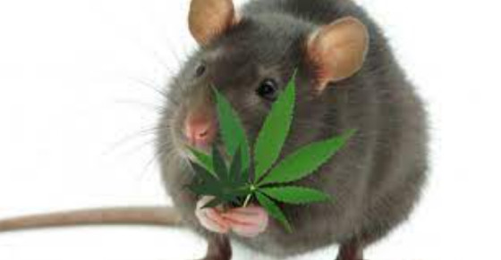 rato maconha