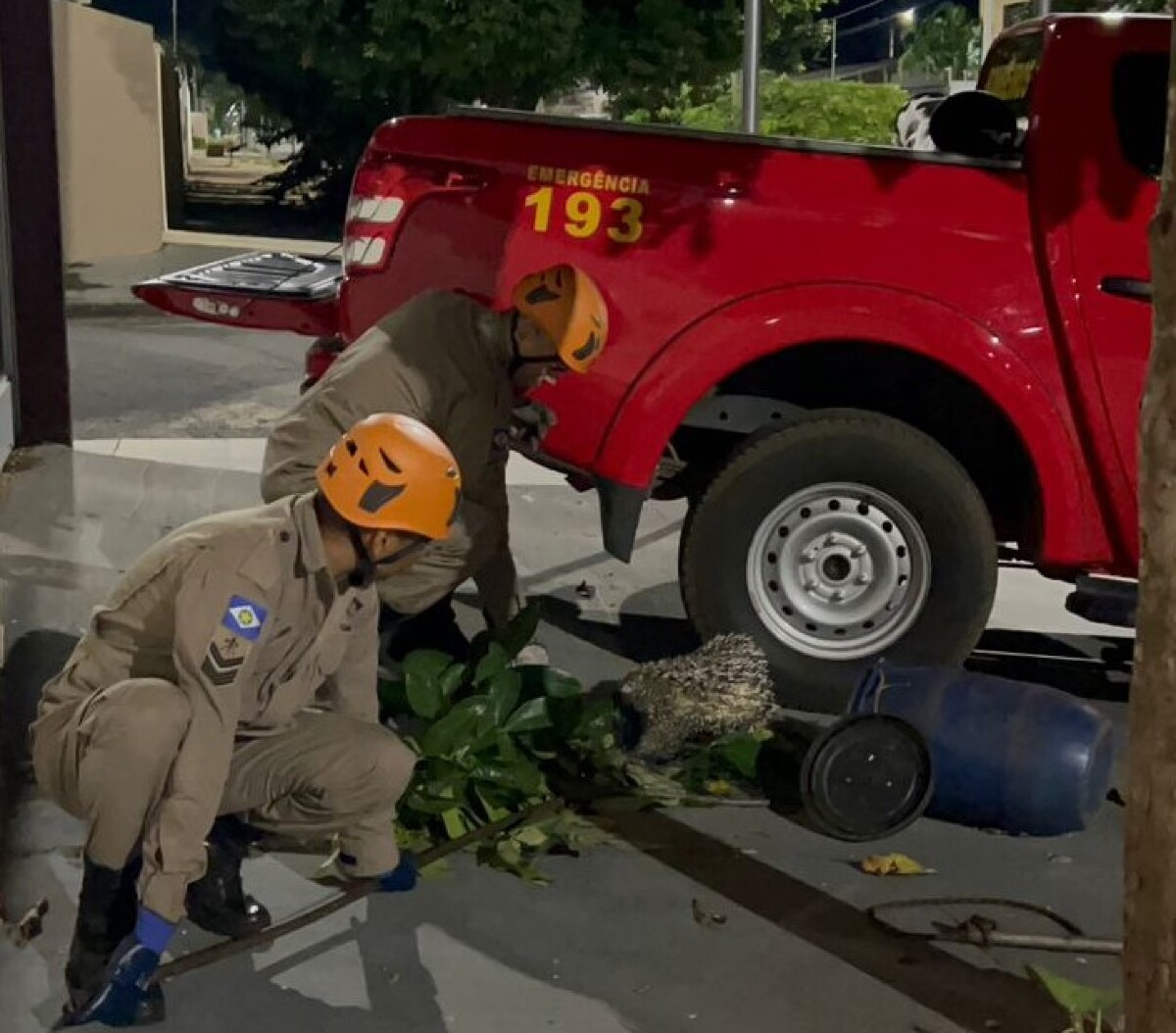 porco espinho é resgatado de árvore em residência pelos bombeiros