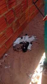 Maus-tratos animais 
