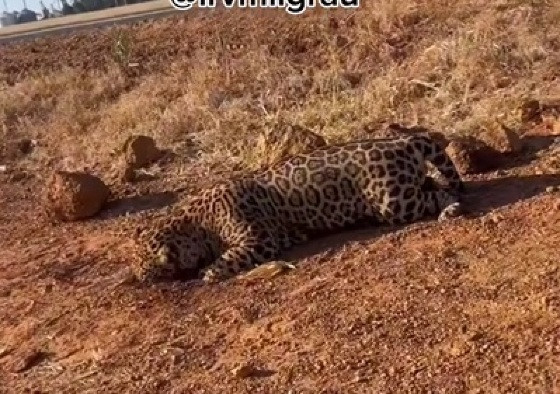 Onça morta em rodovia 