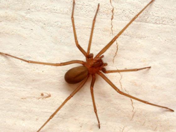 Aranha-marrom