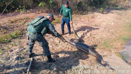 Sucuri resgatada distrito de Ribeirão dos cocais 