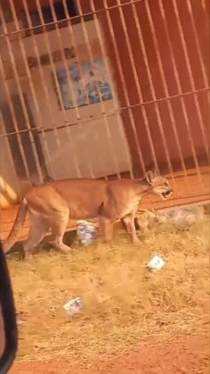 Onça-parda nas ruas de Cáceres