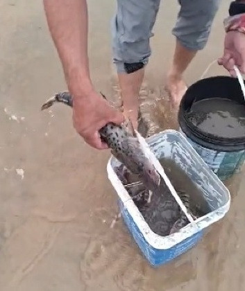 Pescadores resgatam peixes