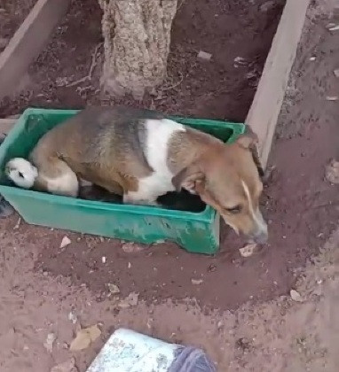 Cachorro balde d'água 