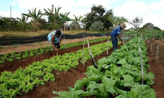 PRODUÇÃO AGRICULA FAMILIAR .jpg