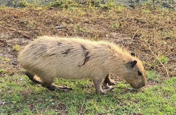 Capivara loura