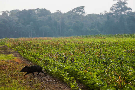 Soja na Amazônia