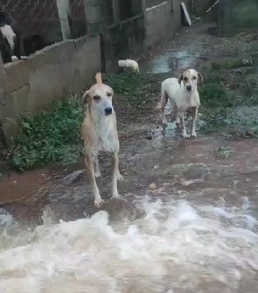 ABRIGO DE ANIMAIS LAR DOS SONHOS .jpg