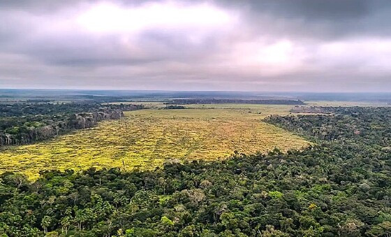 Floresta Amazônia ICV