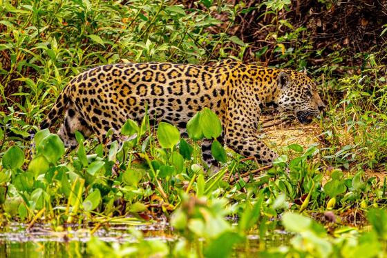 PANTANAL
