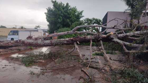 Árvore Cai, Interrompe Rua e Derruba Fios Energizados em Cuiabá