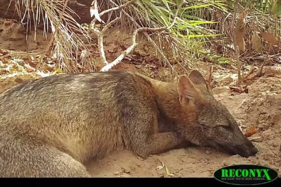 Cachorro-do-mato no Pantanal.jpg