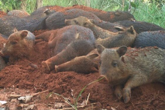 Queixadas no Pantanal 2.jpg