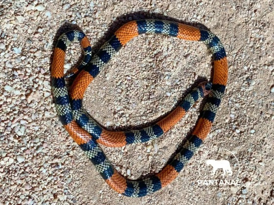 Coral-verdadeira (Micrurus frontalis) (Foto Marcos Ardevino).jpg