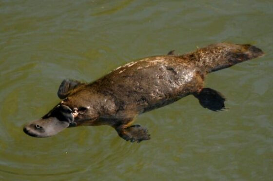 O Ornitorrinco, além de curioso, pode ser bem perigoso (Foto Mundo Animal).jpg