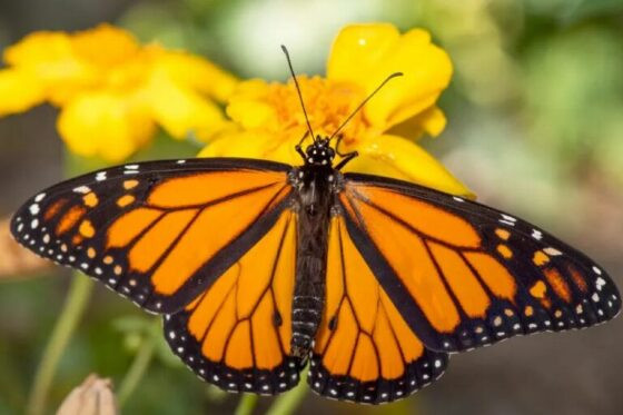 Borboleta monarca (Foto Getty Images).jpg