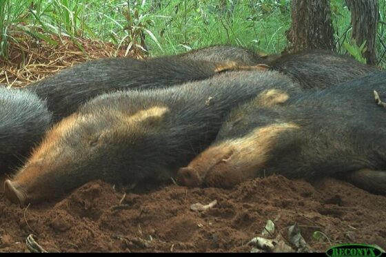 Queixadas no Cerrado.jpg