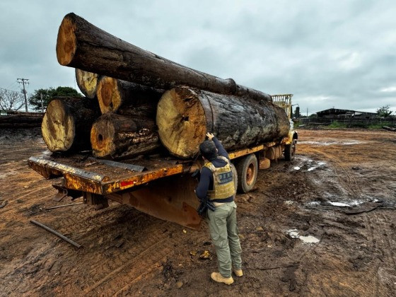 Toras de madeira apreendidas em Juína